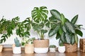 Urban jungle. Different tropical houseplants like Monstera Thai Constellation or Chinese Evergreen in basket flower pots in room