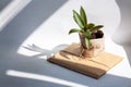 Urban jungle gardening concept. Houseplant Tradescantia in a pot wrapped in kraft paper. Arrangement living room window Royalty Free Stock Photo