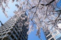 Urban Jungle and Nature: Cherry Blossoms