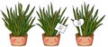 Indoor plants sansevieria