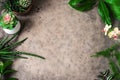 Urban jungle, potted plants Royalty Free Stock Photo