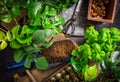 Urban jungle and replanting plants - herbs, flowers and plants in pots, green garden on a balcony