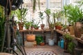 Urban jungle. Winter garden with plants, flowers. Garden in the house, transplanting plants Royalty Free Stock Photo