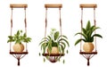 Urban Jungle Wooden Plant Suspension on White Background