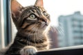 Urban Kitten: A Close-Up Portrait of Innocence and Curiosity