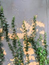 Urban landscaping with green ivy trailing down wall with shadows and copy space