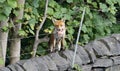 Urban fox bringing home food Royalty Free Stock Photo