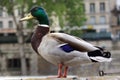 Mallard Duck Urban adaptation animal housing Paris France