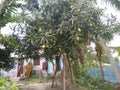 Normal mango tree with urban & rural place