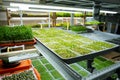 Urban microgreen farm. Eco-friendly small business. Baby leaves, phytolamp