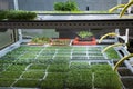 Urban microgreen farm. Eco-friendly small business. Baby leaves, phytolamp