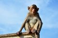 Urban Monkey Royalty Free Stock Photo