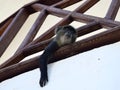 Urban monkey, Vervet monkey relaxing on the terrace Royalty Free Stock Photo