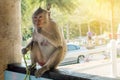 Urban Monkey on island sitting Royalty Free Stock Photo