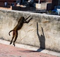 Urban monkey jumps onto a wall Royalty Free Stock Photo