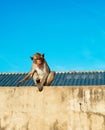 Urban Monkey Royalty Free Stock Photo