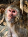 Urban monkey sits on wall, looking just off-camera