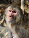 Urban monkey sits on wall, looking just off-camera