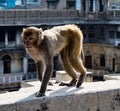 Urban monkey walks on a wall Royalty Free Stock Photo