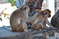 Urban monkeys. Macaques in Thailand. monkeys in Asia. Mountain monkeys. Royalty Free Stock Photo