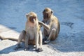 Urban monkeys. Macaques in Thailand. monkeys in Asia. Mountain monkeys. Royalty Free Stock Photo