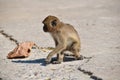 Urban monkeys. Macaques in Thailand. monkeys in Asia. Mountain monkeys. Royalty Free Stock Photo