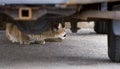 Urban Mountain Lion (Felis concolor)