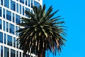 Urban and natural background. Palm tree on the background of a modern building and blue sky. Royalty Free Stock Photo