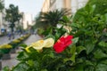 Urban nature background of bright hibiscus flowers