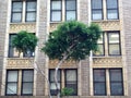 Urban nature of tree and building