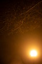 Urban night landscape: in the autumn fog, the light of a lantern and dark branches, trees. Yellow foggy landscape on the alley Royalty Free Stock Photo