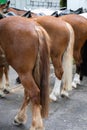 Urban parade horses in a row, seen from behind, no head, no people Royalty Free Stock Photo