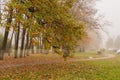 Large autumn trees and a path on a misty morning Royalty Free Stock Photo