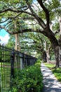 Urban pathway in uptown New Orleans with live Oaks