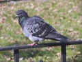 An urban pigeon Royalty Free Stock Photo