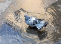 Urban pigeon bathed in puddle Royalty Free Stock Photo
