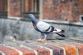 Urban Pigeon on Historic Wall Royalty Free Stock Photo