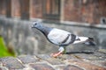 Urban Pigeon on Historic Wall Royalty Free Stock Photo