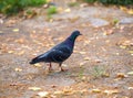 An urban pigeon Royalty Free Stock Photo