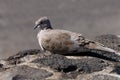 An urban pigeon on the pavement Royalty Free Stock Photo