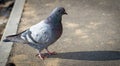 Urban pigeon. Royalty Free Stock Photo