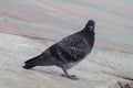 Urban pigeon on the pavement Royalty Free Stock Photo