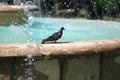 Urban pigeon sitting on the ledge of the fountain