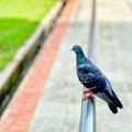 Urban pigeon sitting on the metal fence at the park, close-up Royalty Free Stock Photo