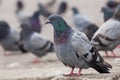 Urban pigeon Royalty Free Stock Photo