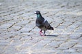 Urban pigeon on a stone-paved square Royalty Free Stock Photo