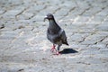 Urban pigeon on a stone-paved square Royalty Free Stock Photo