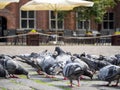 Urban pigeon on a stone-paved square Royalty Free Stock Photo