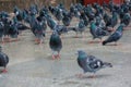 Urban pigeons peck grain. Many pigeons peck millet on sidewalk.