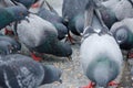 Urban pigeons peck grain